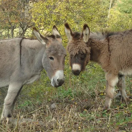 In Sankt Johann Near Area