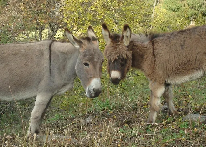 In Sankt Johann Near Area